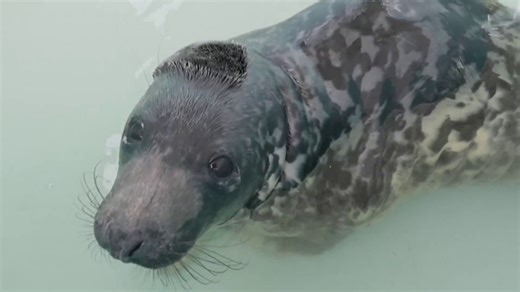 How Mystic Aquarium is on a mission to help save seals