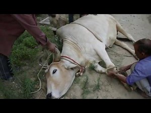 How to bring down a cow or bull smoothly as practiced in Care for Cows Vrindavan, UP, India