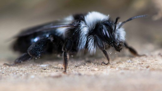 Black and White Bee: What Kind Is It and Does It Sting?
