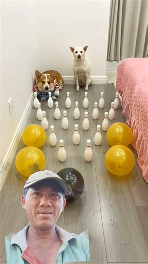 #remix #funny #cat #music #animals #song #love #shorts #topgamedoithuonguytin #cutedog