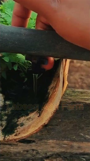 #shorts #agriculture #farming #labeeqagrifarm