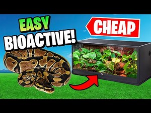 Bioactive Ball Python Setup on a Budget
