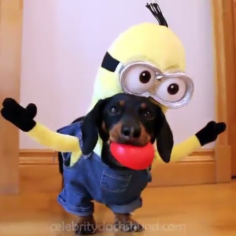 Wiener Dog Minions!