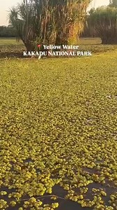 Don't miss the Yellow Water Billabong Cruise in Kakadu National Park where you'll discover one of Australia’s most unique wetlands. Spot saltwater crocodiles, buffalo, and a wide variety of birds while learning about the area’s ecosystem, seasonal floodplains, and Aboriginal heritage from expert guides 🐊🐃 Perfect for wildlife lovers and anyone wanting an immersive Kakadu experience! ⛴️ Book your cruise today! https://kakadutourism.com/see-and-do/tours #dokakadu #cruise #yellowwaterbillabong #y