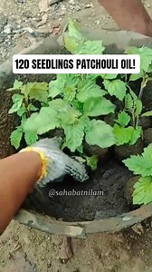 Transferring 120 Patchouli Seedlings to the Nursery! 🌳🌿 #nilam #patchouli