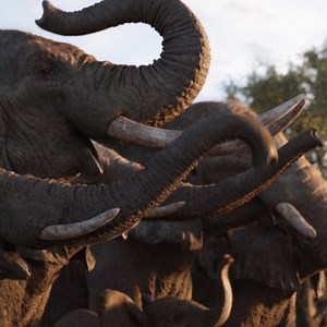 941K views · 3.2K reactions | The King returns! It’s time to bring home Disney's #TheLionKing, on Digital 10/11 and Blu-ray 10/22. | The Lion King | Facebook