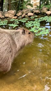 More Capybara content to lighten up your mood 💙 Catch these adorable creatures in real life at Cebu Safari and Adventure Park! Book your stay with us here: www.cebusafari.ph/tickets or through the link in bio. 🎥: @natureworldz19 #CapybarasOfCebu #CebuSafari | Cebu Safari & Adventure Park