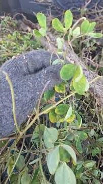 The three-leafed tree, the hedgehog tree