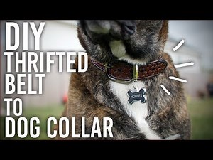How to Make a Dog Collar from a Thrifted Belt - DIY