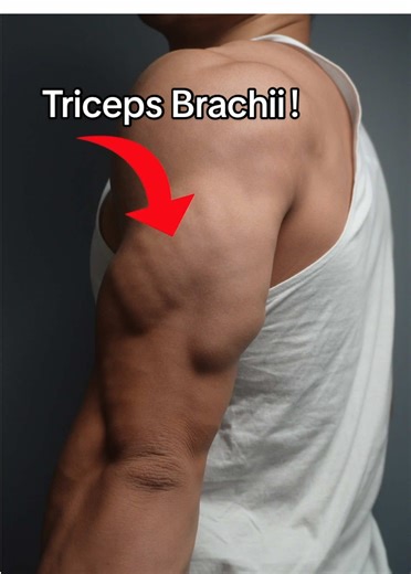 Understanding the Triceps Brachii Muscle Anatomy