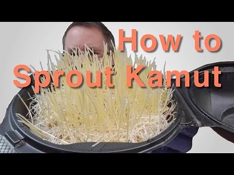 Sprouting delicious Kamut grains - easy and inexpensive method