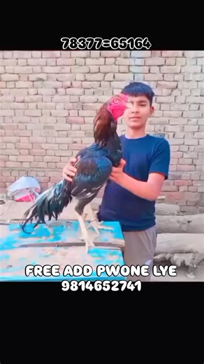 @13.gurbaxpura_aseel on Instagram: "#aseel #murga #trendingreels #trendingreels #trendingreels #trendingreels"