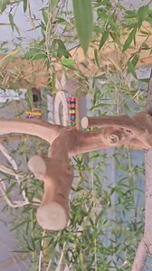 97K views · 496 reactions | Enchulando una rama de jacaranda reciclada, con perchas bonitas de java 勺 | Piiquititos - Todo para aves | Facebook