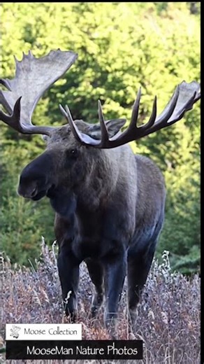 Giant Moose Munching Branches in a Field #alaska #wildlife #moose