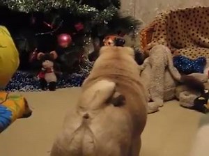 5.4K views · 437 reactions | Stranger in the house. | BuzzSharer Pugs | Facebook