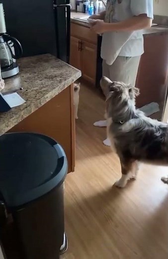 This cat screaming for food 😂