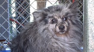 ➡️ UPDATE.. RETURNED TO OWNER A5493615 ✰ Unknown -7/26/22- 🔷🐶🐾 Please FOSTER or ADOPT Today! 🐾🐶 🔷 This handsome Pomeranian came in as a stray with no tag or microchip. He is about five years old, already neutered and he may need some help. Please share he’s adorable. #A5493615 I'm an approximately 5 year old male Pomeranian. I am already neutered. I have been at the Carson Animal Care Center since 7/25. I will be available on 7/29. You can visit me at my temporary home at C301. 🔹Pomerania