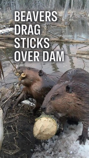 Beavers drag sticks over dam. One bit off more than they could chew. 🦫 🪵 #beaver #beavers #animalsoftiktok #fyp #cuteanimals #wildlife #animals