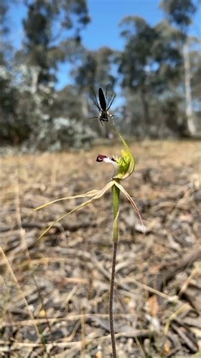 Watch this wasp play about with this rare Spider Orchid (Caladenia tensa)