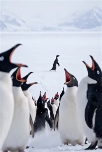 Discover the Amazing Life of Penguins