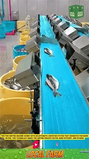This fish sorting machine uses an automatic conveyor system that separates fish based on size.