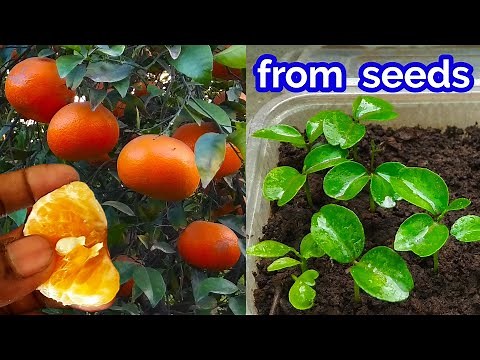 How to Grow Orange Trees From Seeds at Home Quick & Easy/Citrus Family Plant from Seeds