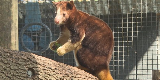 From jellybean to joey: Meet the Matschie’s tree kangaroos of the Santa Fe College Teaching Zoo