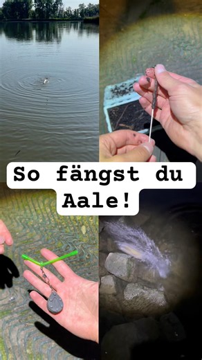 So fängst du definitiv deinen ersten Aal ! 🐟🎣 #angeln #fisch #aalangeln #angler #tutorial