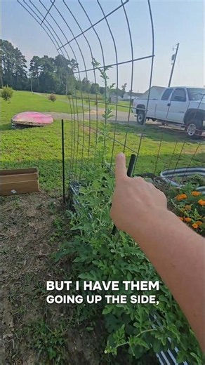 the unexpected of gardening. watermelon arch