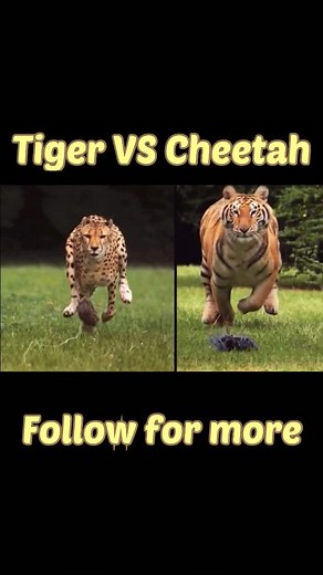 Cheetah vs Tiger: Key Differences and Exciting Encounters