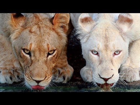 Die weißen Löwen von Timbavati - Trailer [HD] Deutsch / German
