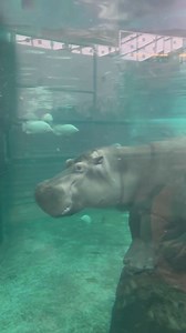 Mondays can be tough - we hope you find your hippo zen today. 🦛 #YourZooYYC | The Calgary Zoo