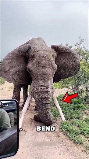 Why Elephants Get Tusks Trimmed 🐘