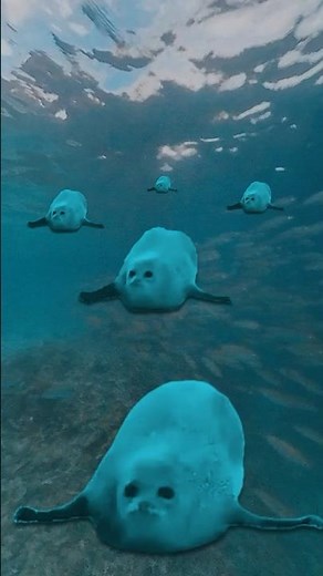 Bouncing Seals! 2025