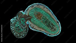 zoom in cross section cut slice of plant stem under the microscope – microscopic view of plant cells for botanic education – high quality animation