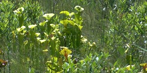 Public meeting to be held on proposed Archery Zone at Green Swamp Game Land