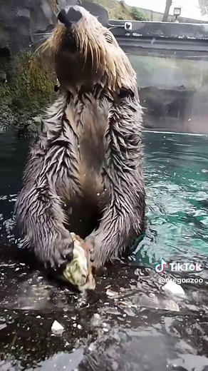 Sea Otters Using Tools to Crack Open Shellfish