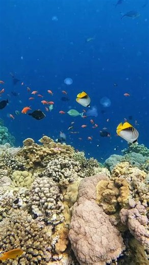 沉浸式坠入海底世界，原来治愈只需要一片珊瑚礁和几尾小鱼。 #海底世界 #海洋生物 #海洋治愈 #海底奇观 #水下世界