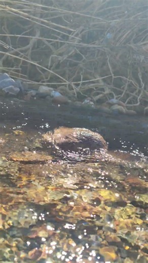 Relaxing River Sounds + Frogs & Birds 🐸🌊 #calmingnature #birdsong #peace #riversoundandbird #frogs