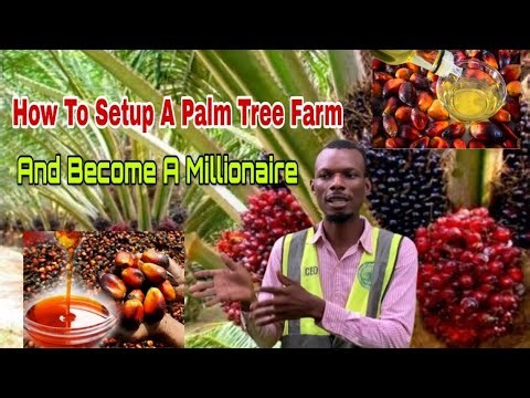 How To Setup a Palm Tree Farm And Become A Millionaire #palmtree