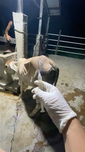 Penyuntikan sulfa sapi diare‼️#shorts #animals #cow