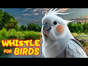 COCKATIEL SINGING for bids | How to train a Cockatiel | Beautiful birds sounds with nature images 4k