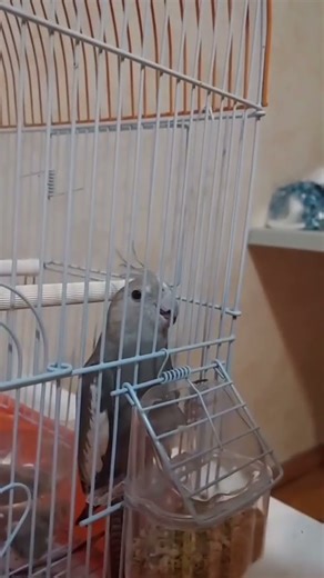Training a bird for the first time #birdtraining #bird #parrot #cockatiel