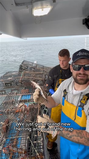 Biting the head off a fish for good luck!🦞🦞🦞 | Louie Ryan