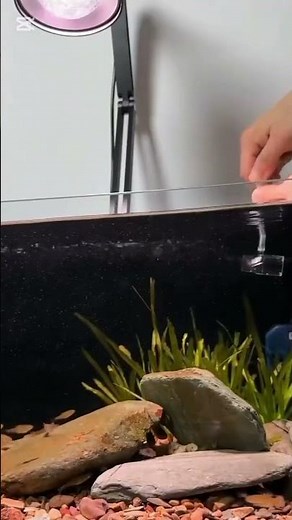 supply of oxygen technology and bubbles created by the device. #aquarium #aquariumfish