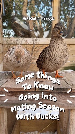 Preparing for Spring Breeding Season in Ducks