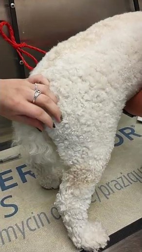 administering a IM injection in a dog