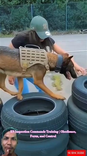 K9 Inspection Commands Training | Obedience, Focus, and Control #dogtraining #malinois #k9training
