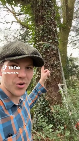 Felling a 150-Year-Old Oak Tree in Ireland