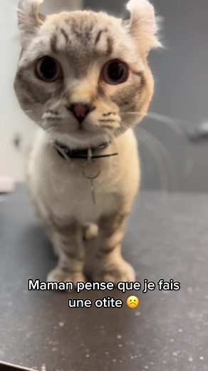 Visite chez le vétérinaire avec Loulou